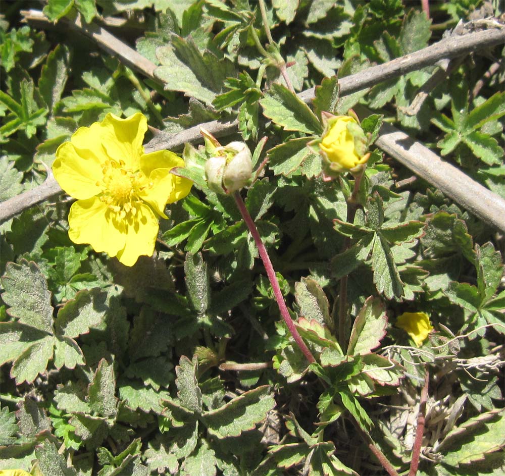 fiore estivo sardo - Potentilla reptans